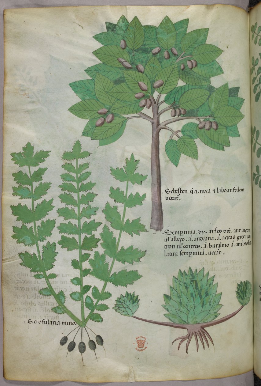 植物図版、1440年頃（ヴェラムにインクと彩色） 作： イタリア語学校