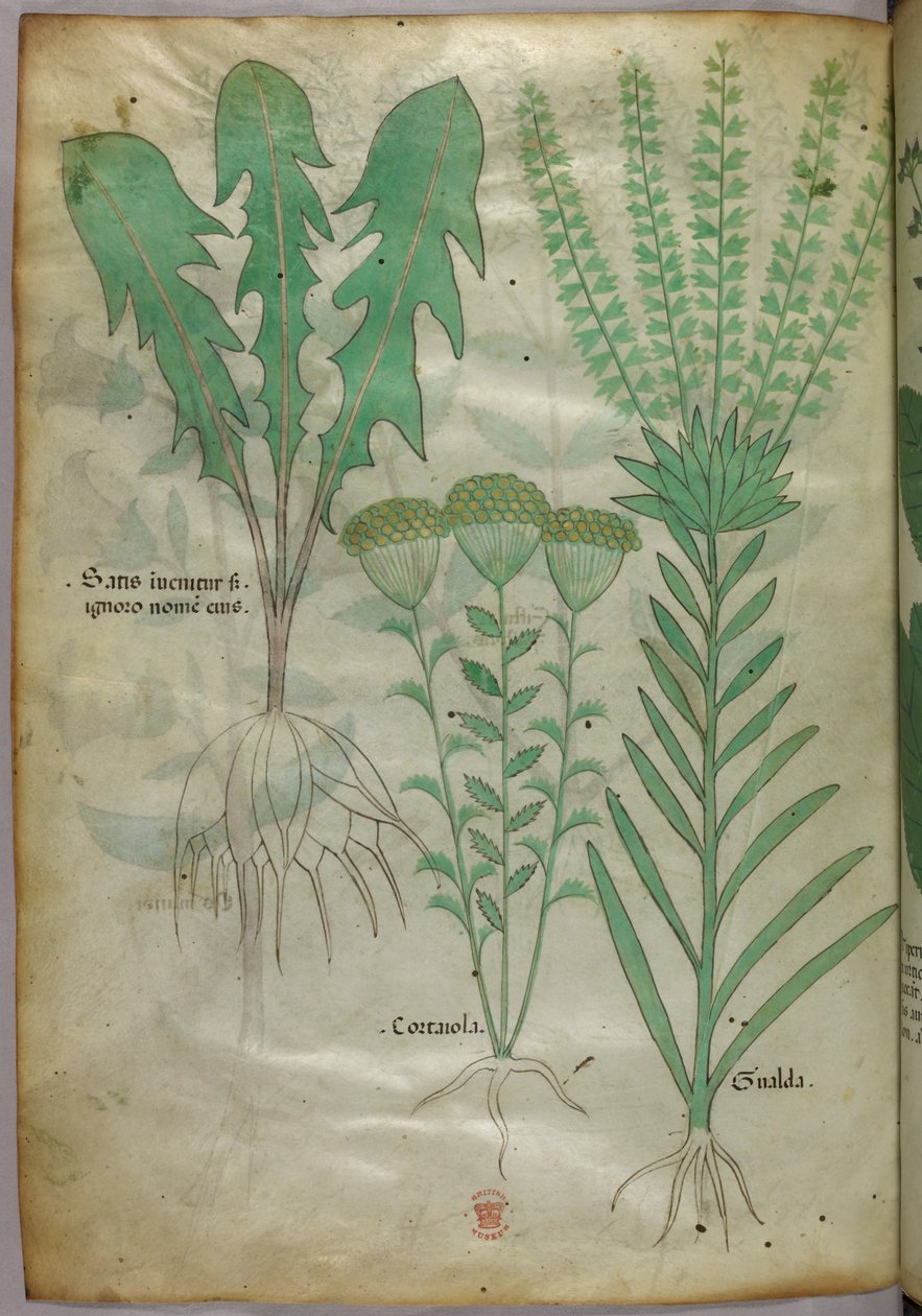 植物図版、1440年頃（ヴェラムにインクと彩色） 作： イタリア語学校