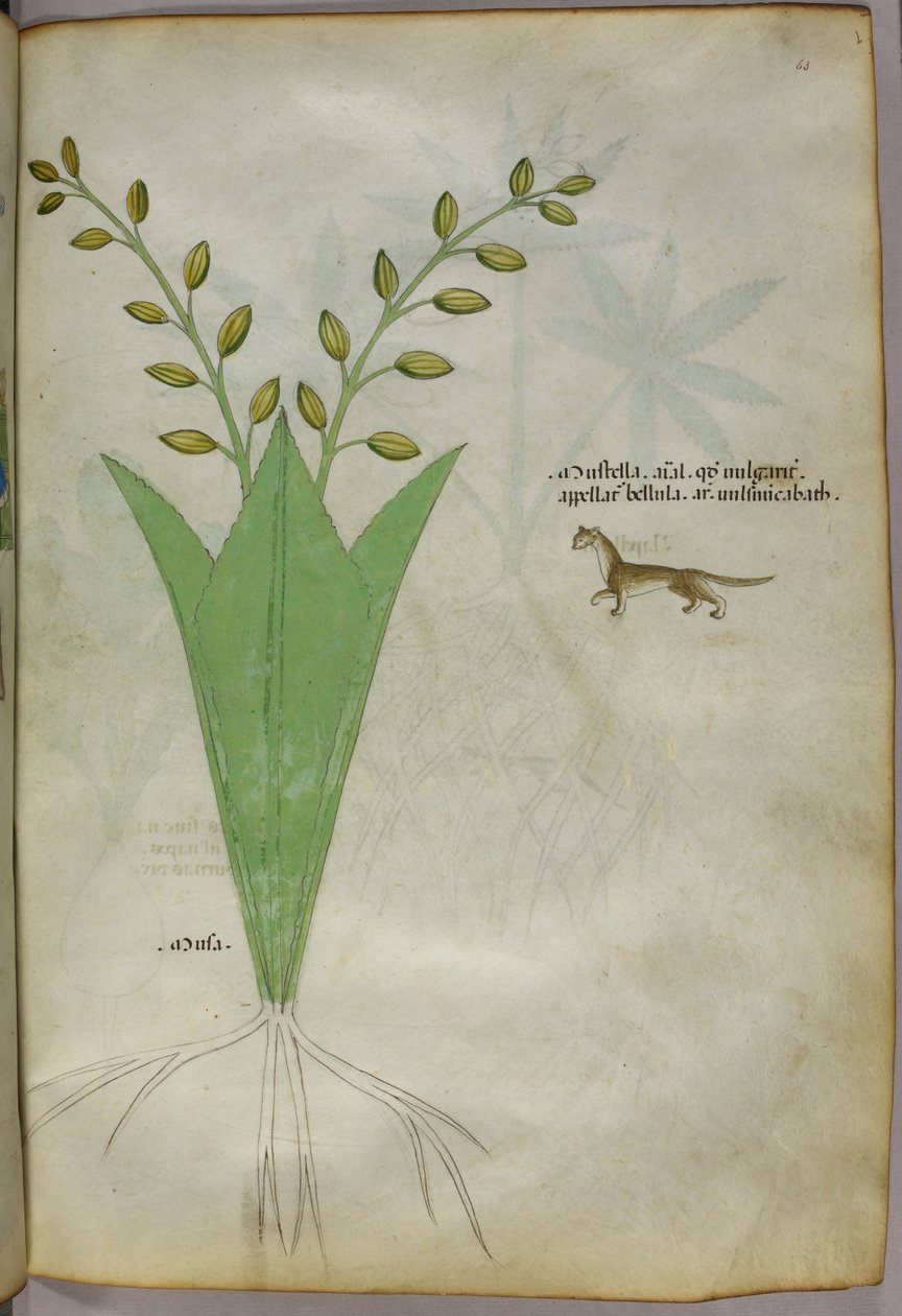 植物図版、1440年頃（ヴェラムにインクと彩色） 作： イタリア語学校
