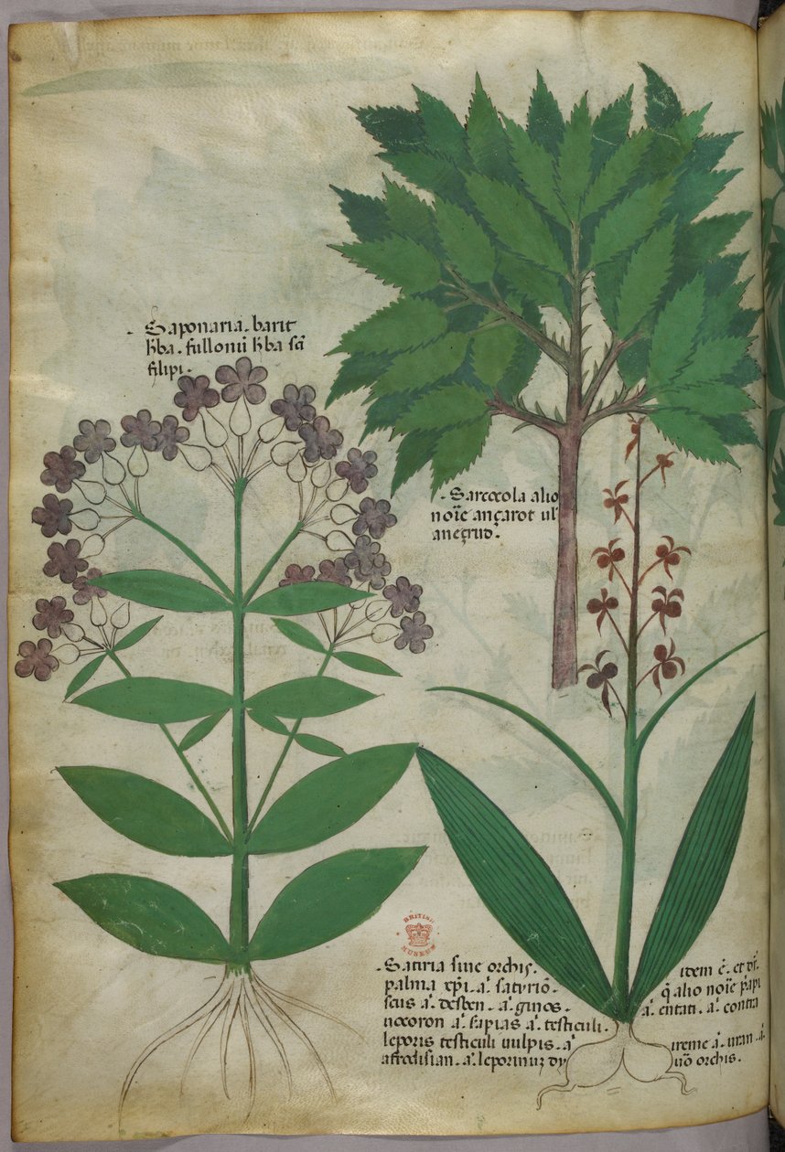 植物図版、1440年頃（ヴェラムにインクと彩色） 作： イタリア語学校