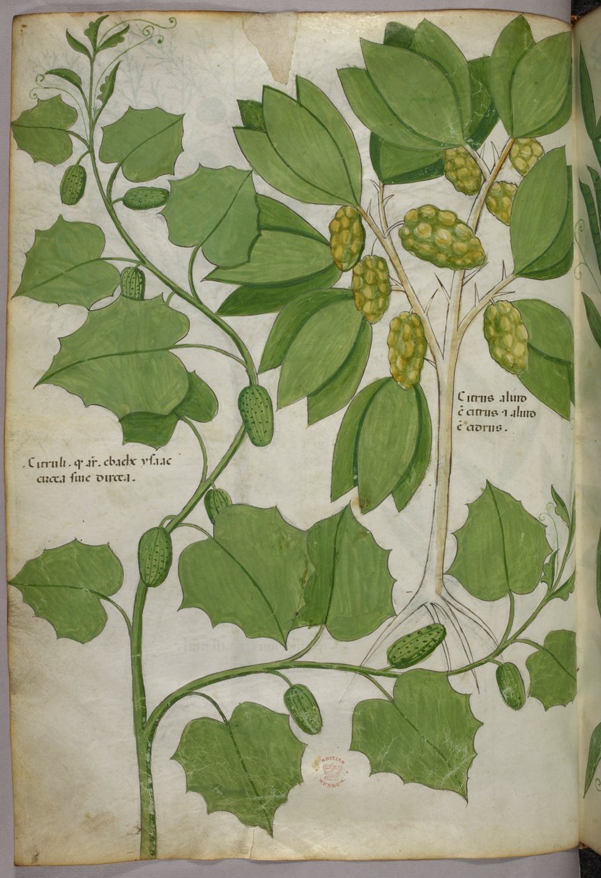 植物図版、1440年頃（ヴェラムにインクと彩色） 作： イタリア語学校