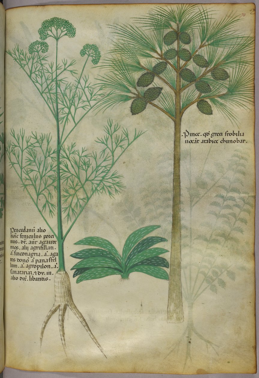 植物図版、1440年頃（ヴェラムにインクと彩色） 作： イタリア語学校