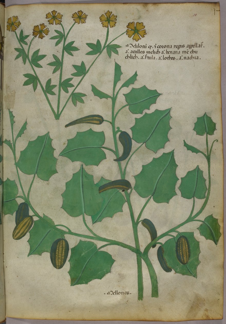植物図版、1440年頃（ヴェラムにインクと彩色） 作： イタリア語学校