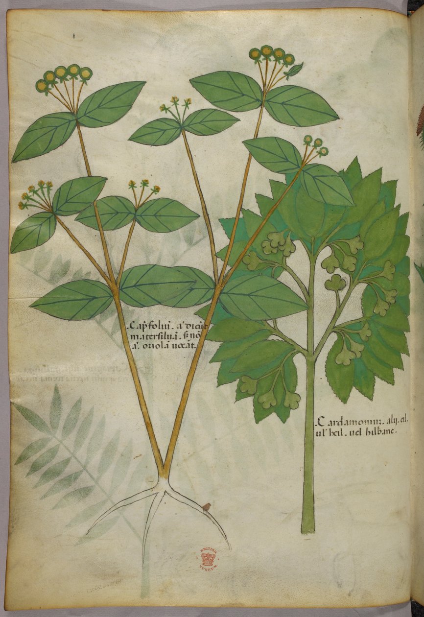 植物図版、1440年頃（ヴェラムにインクと彩色） 作： イタリア語学校