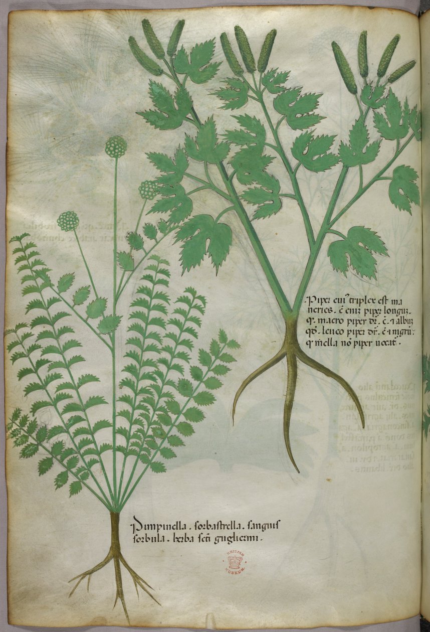 植物図版、1440年頃（ヴェラムにインクと彩色） 作： イタリア語学校