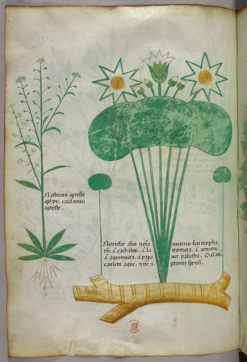 植物図版、1440年頃（ヴェラムにインクと彩色） 作： イタリア語学校