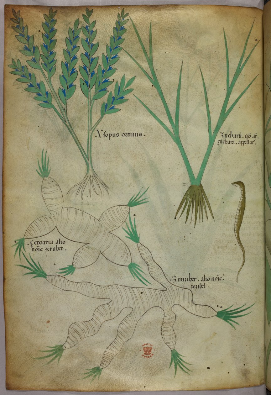 植物図版、1440年頃（ヴェラムにインクと彩色） 作： イタリア語学校