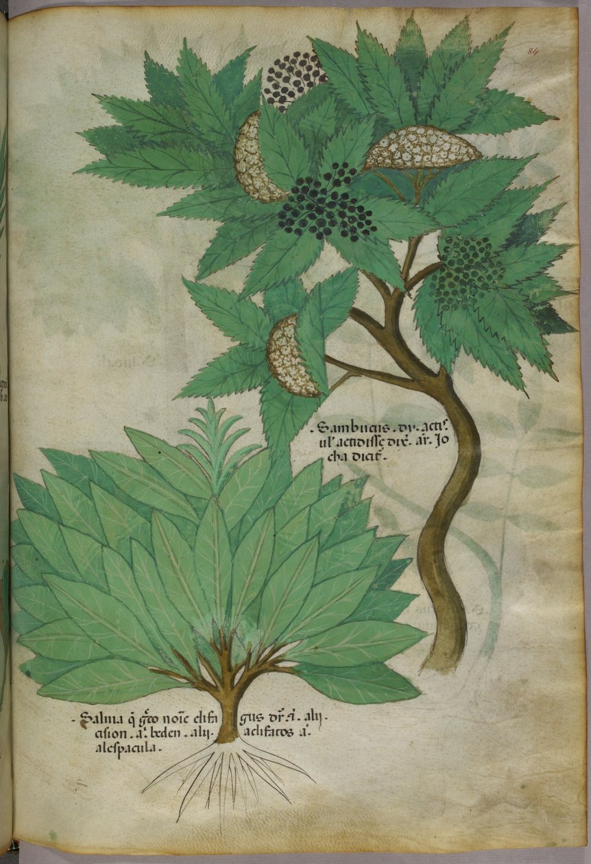 植物図版、1440年頃（ヴェラムにインクと彩色） 作： イタリア語学校