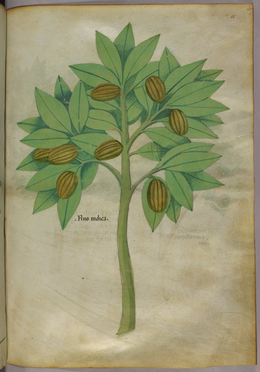 植物図版、1440年頃（ヴェラムにインクと彩色） 作： イタリア語学校