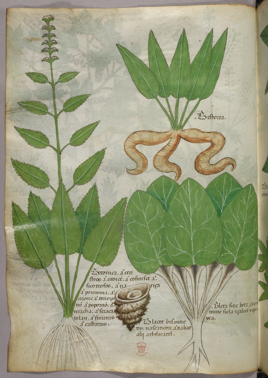 植物図版、1440年頃（ヴェラムにインクと彩色） 作： イタリア語学校