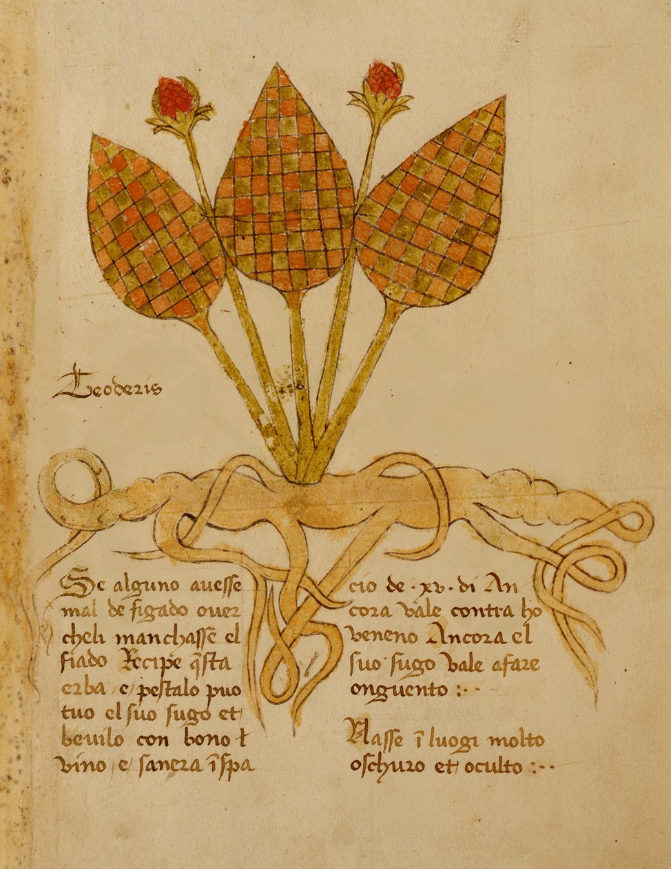 Ms 1591 Fol.19r Herba Teoderis (べラム) 作： イタリア語学校