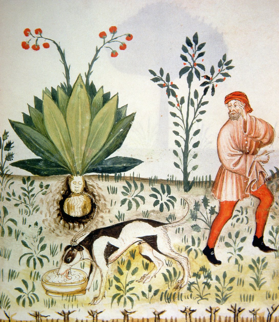 新しい2644 fol.40r Mandrake、健康なTacuinumから 作： イタリア語学校
