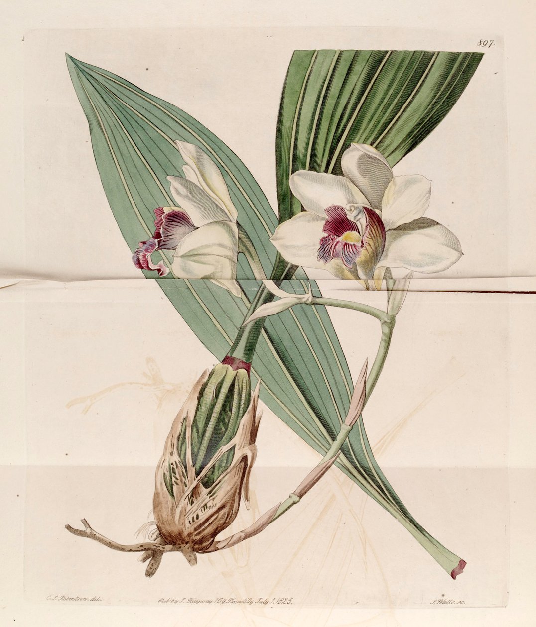 Bifrenaria harrisoniaeのイラスト（同上Maxillaria harrisoniae） 作： JCロバートソン