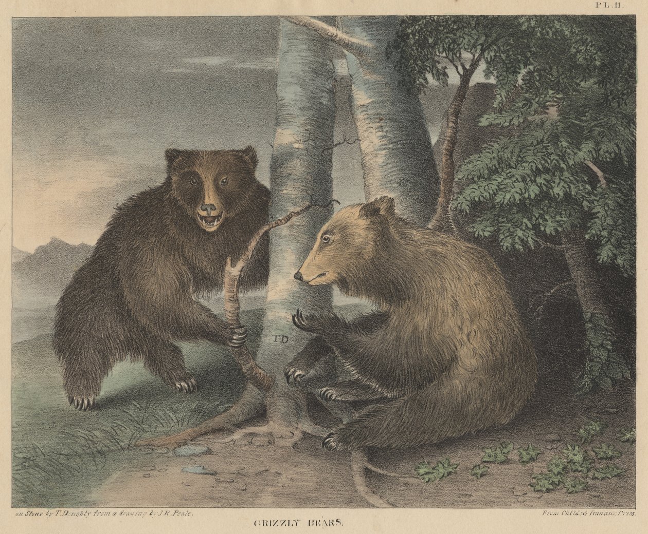 グリズリーベアーズ、トーマス・ダウティによって彫刻された、Doughtys The Cabinet of Natural History and American Rural Sports、1830年 作： JRピール