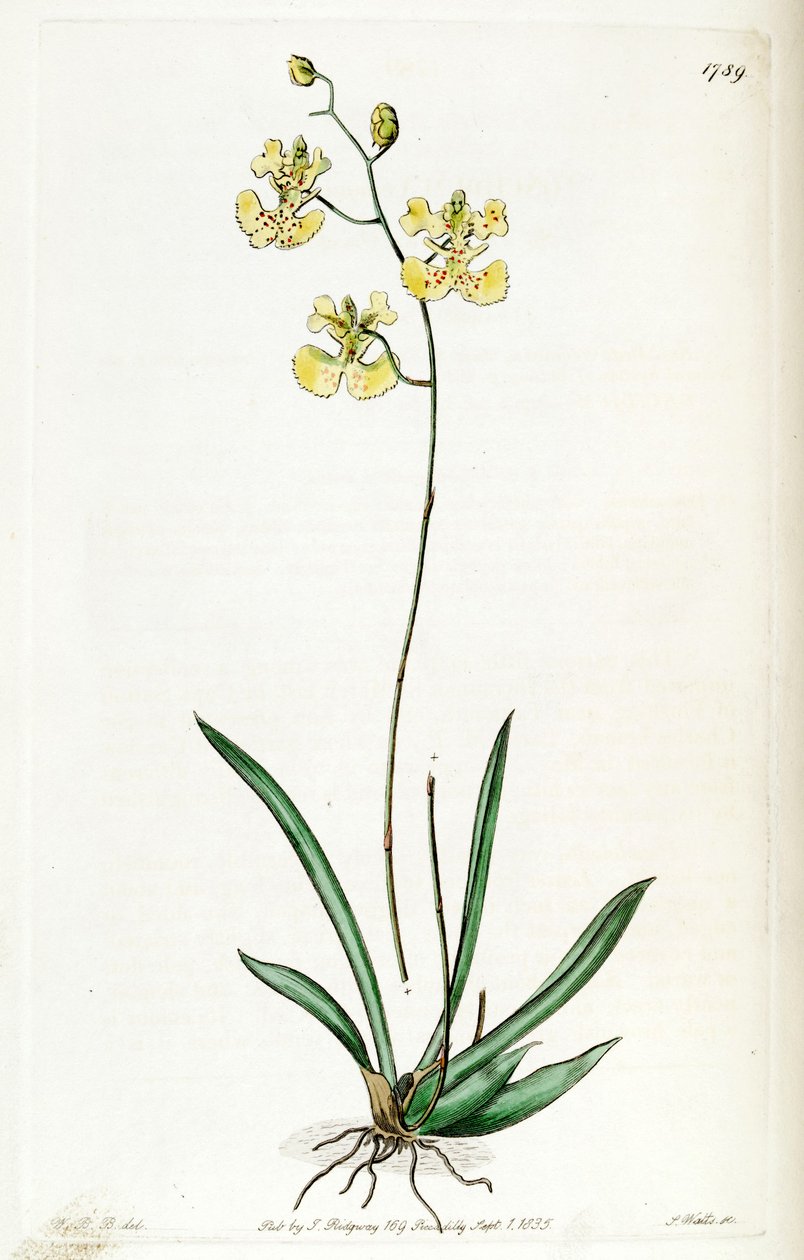 Kramerianumアポディオン（同種Oncidioides Lemonian） 作： J.ワッツ