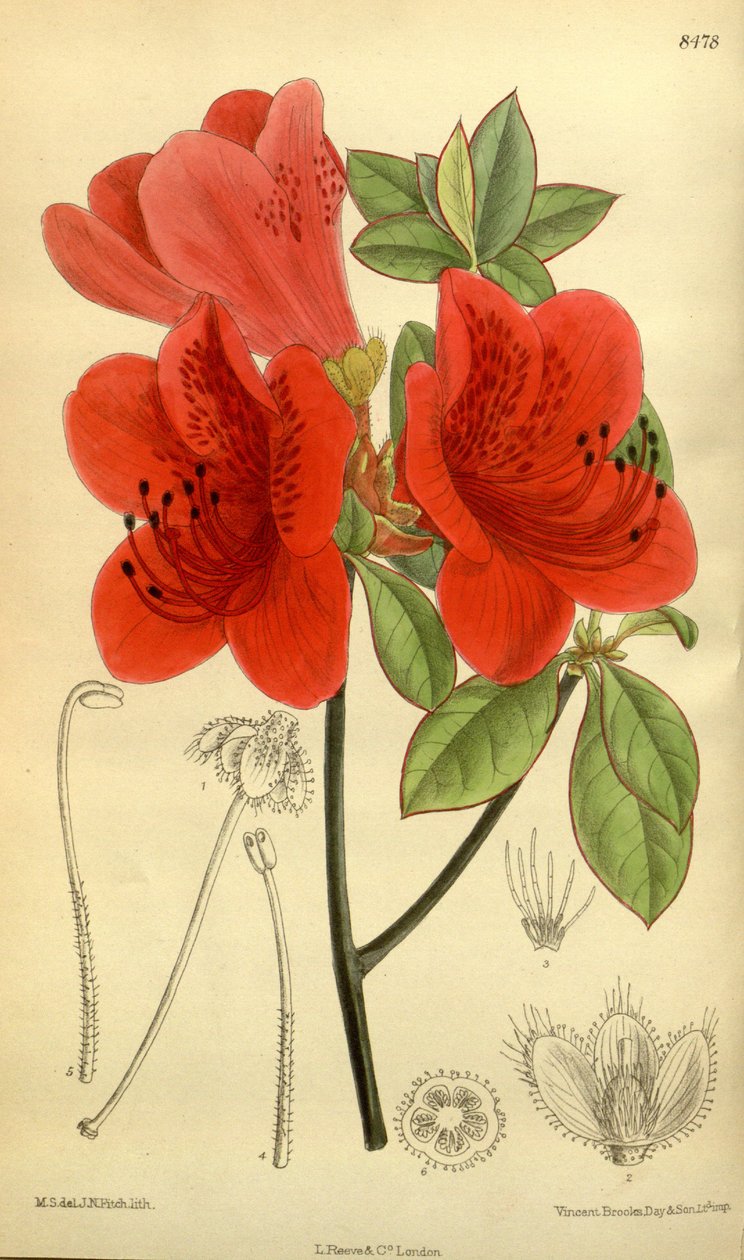 シャクナゲsublanceolatum（=シャクナゲscabrum）、ツツジ科 作： JNフィッチ