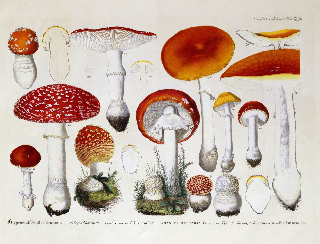 テングタケ属ムスカリア、1831-46年頃 作： JGカルベ