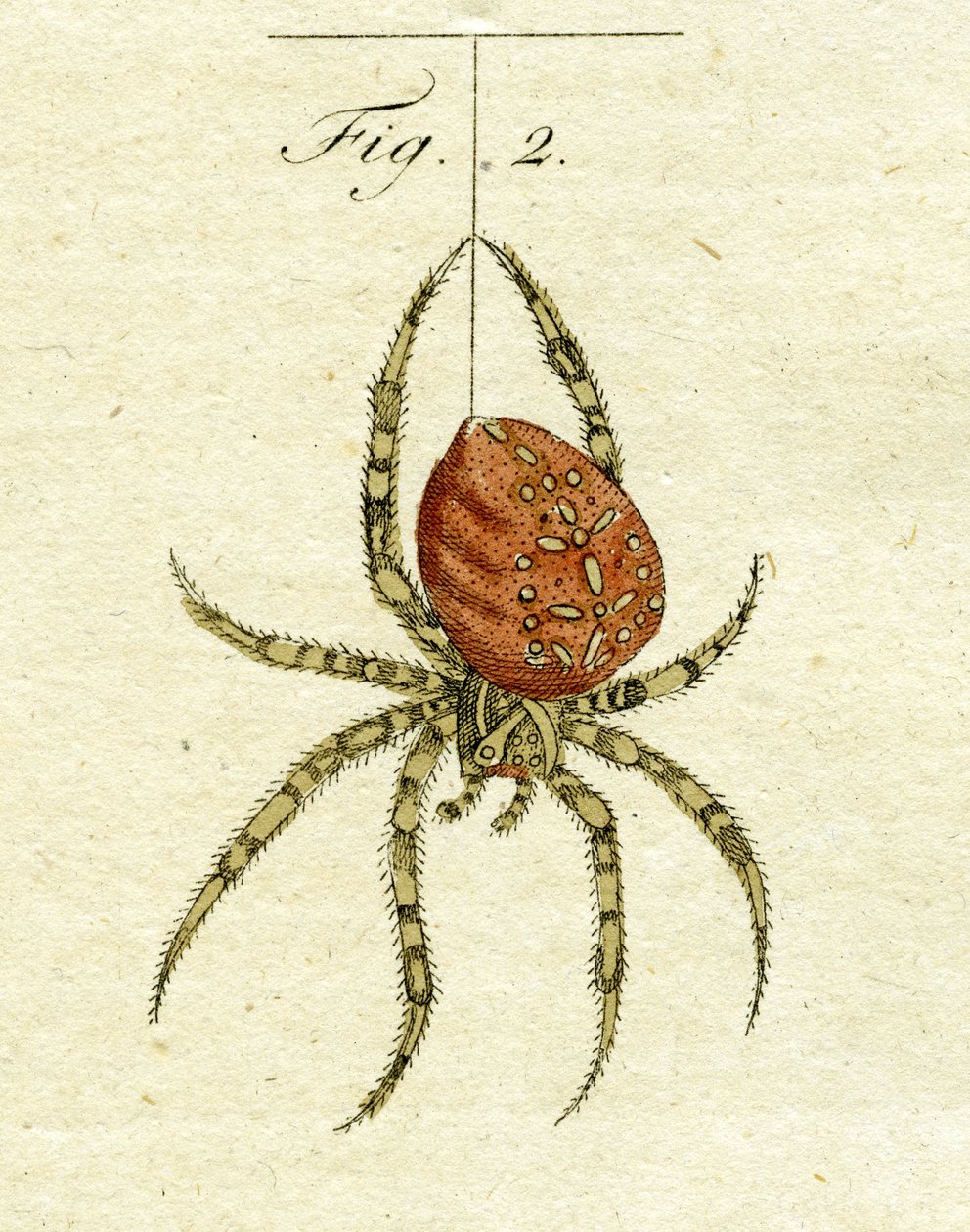 クモのイラスト、1790年（手描きの彫刻） 作： ジェイコブザビエルシュミュザー