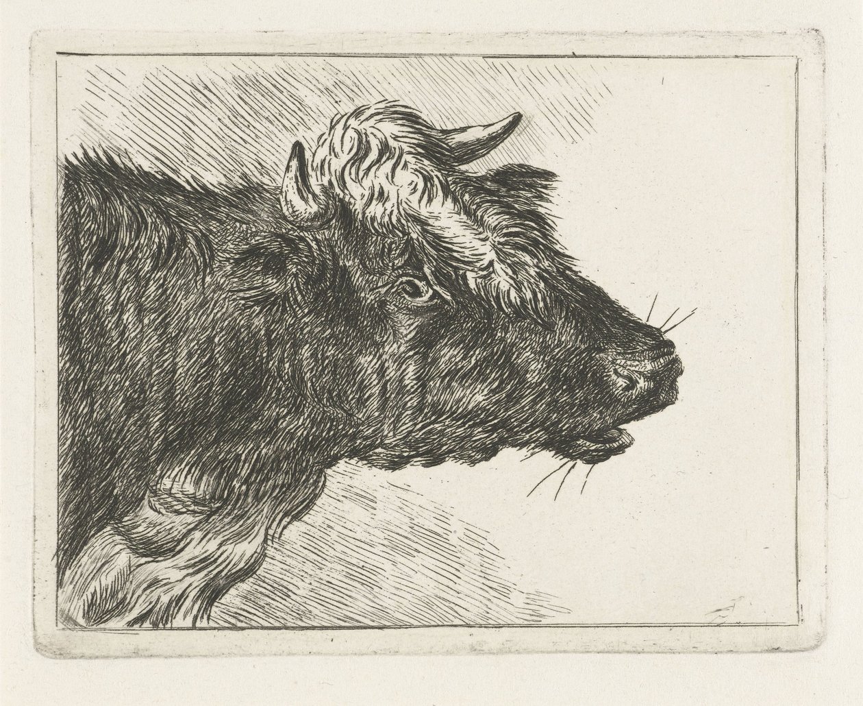 とどろく雄牛 作： Jacobus Cornelis Gaal