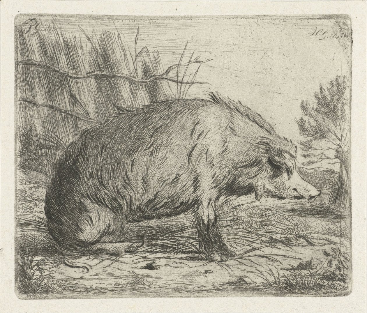 座っているイノシシ 作： Jacobus Cornelis Gaal