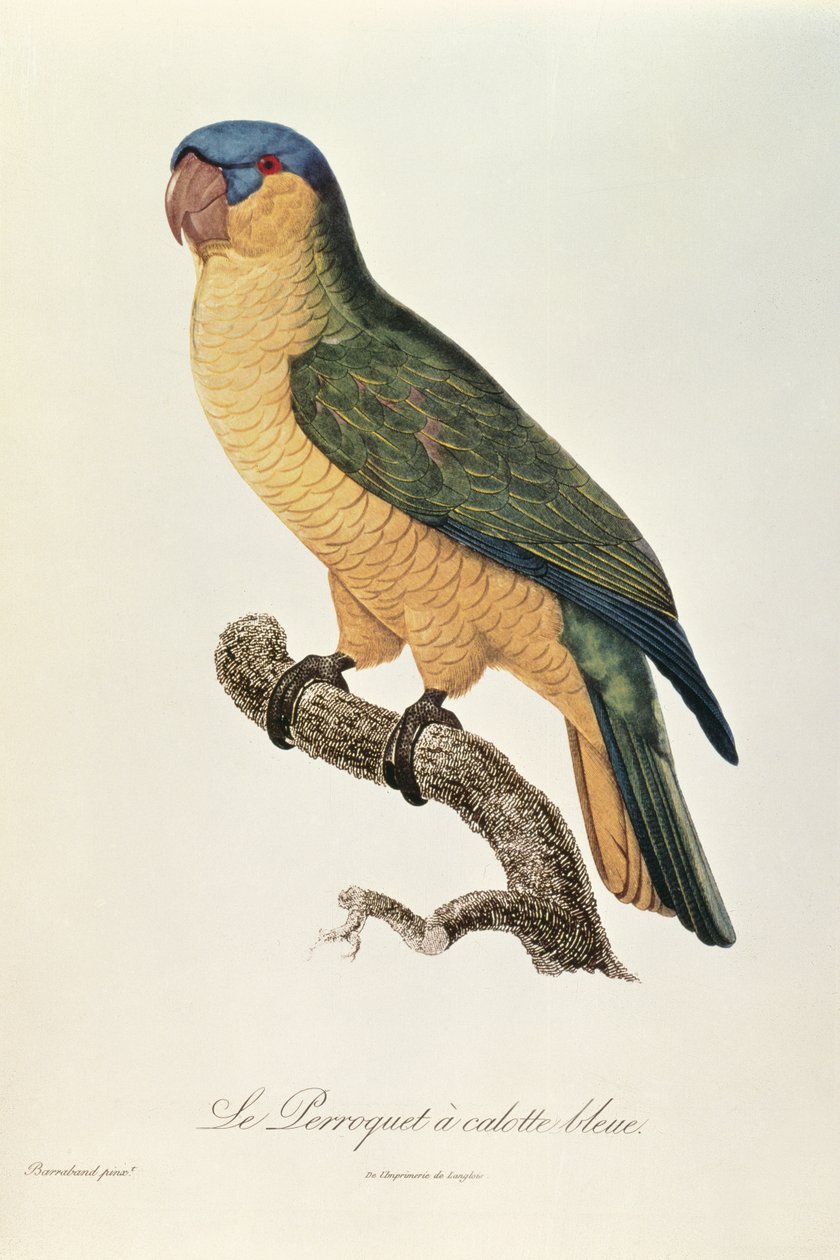 ジャックバラバンド（1767-1809）によって青をかぶったオウム 作： ジャック・バラバンド