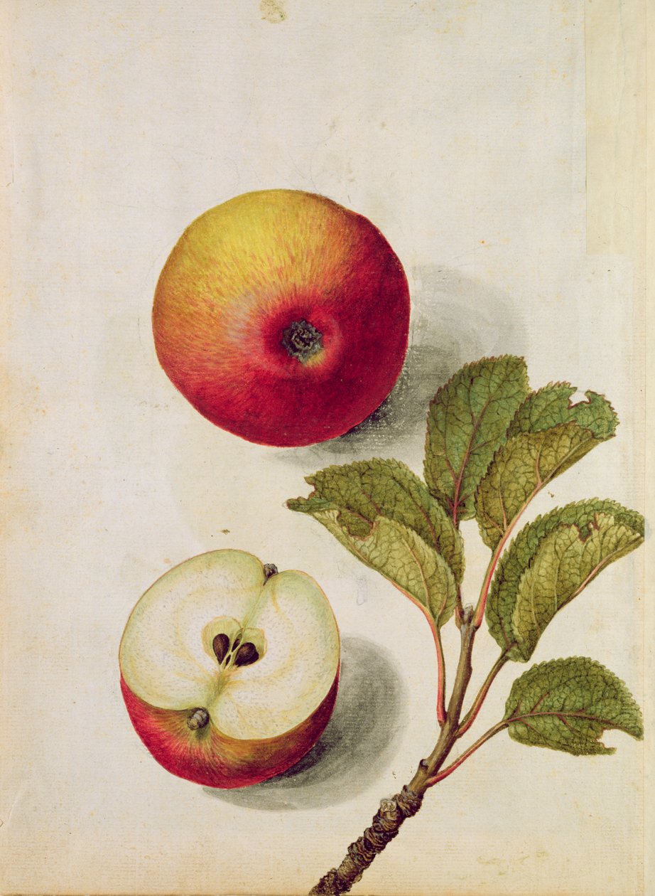 リンゴ：Pyrus malus、c.1568、 作： ジャック・ル・モイン
