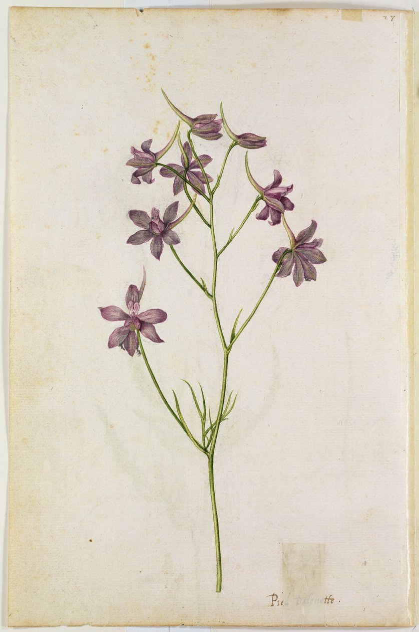Delphinium ajacis、1568年頃 作： ジャック・ル・モイン