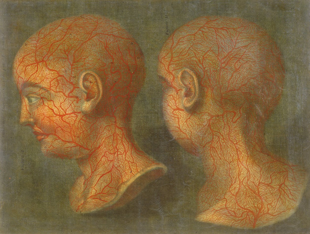 頭と首の浅い血管、「Anatomie de la Tete」、1748年（メゾチント） 作： ジャック・ファビアン・ゴーティエ・ダゴティ