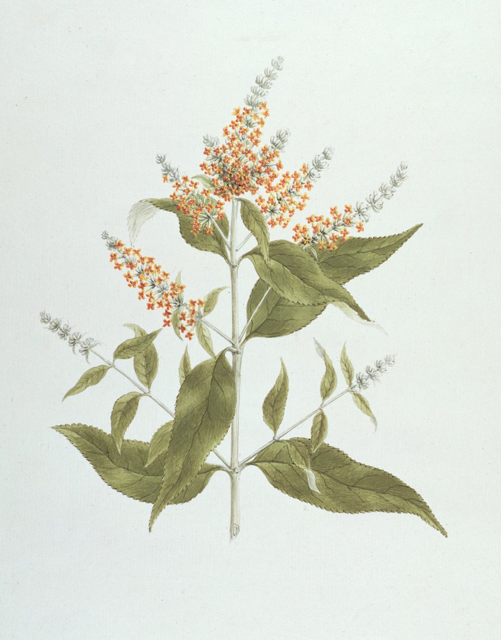 Umtar（Buddleia polystachya）（紙の上のグラファイト上のトイレ） 作： ジェームス・ブルース