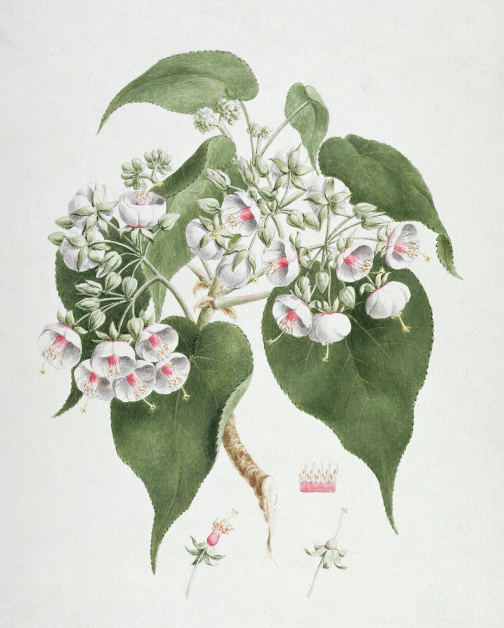 Walkuffa No. 5熱烈なDombeya（紙の上のグラファイト上のトイレ） 作： ジェームス・ブルース
