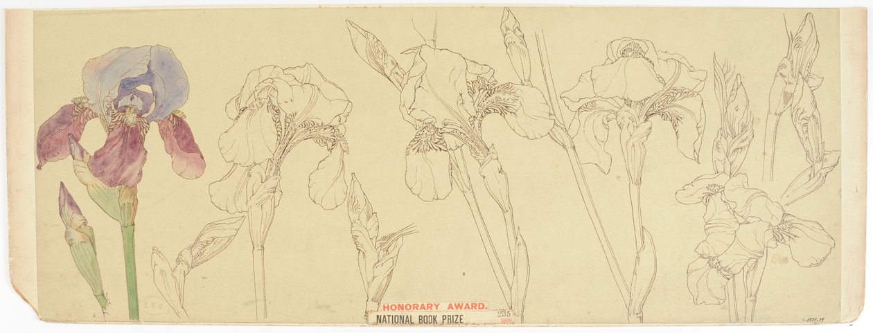 植物学、1900-30（紙にトイレ） 作： ジェームス・アサートン