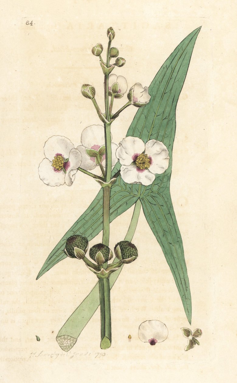 一般的な矢じり、射手座 sagittifolia (射手座) ロンドンの James Smith