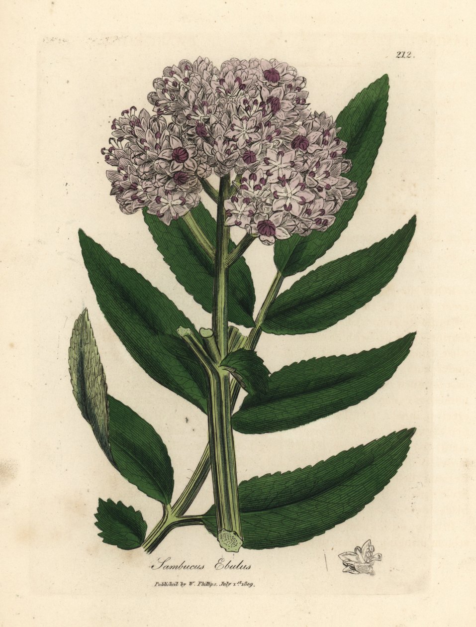 紫色の花が咲くドワーフ エルダー ツリー、Sambucus ebulus 作： ジェームズ・サワビー