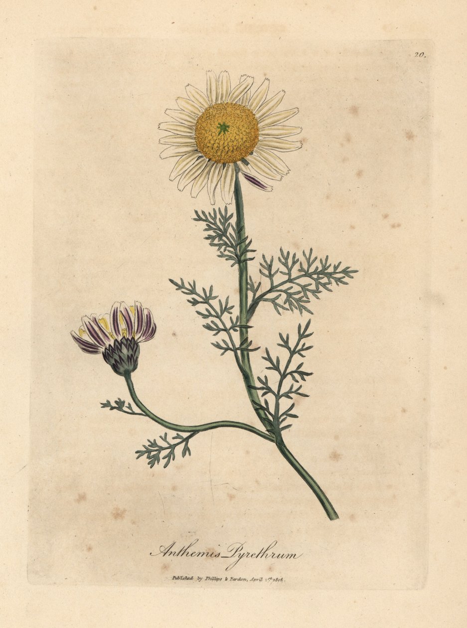 白と黄色のスパニッシュ カモミール、Anthemis 除虫菊 作： ジェームズ・サワビー