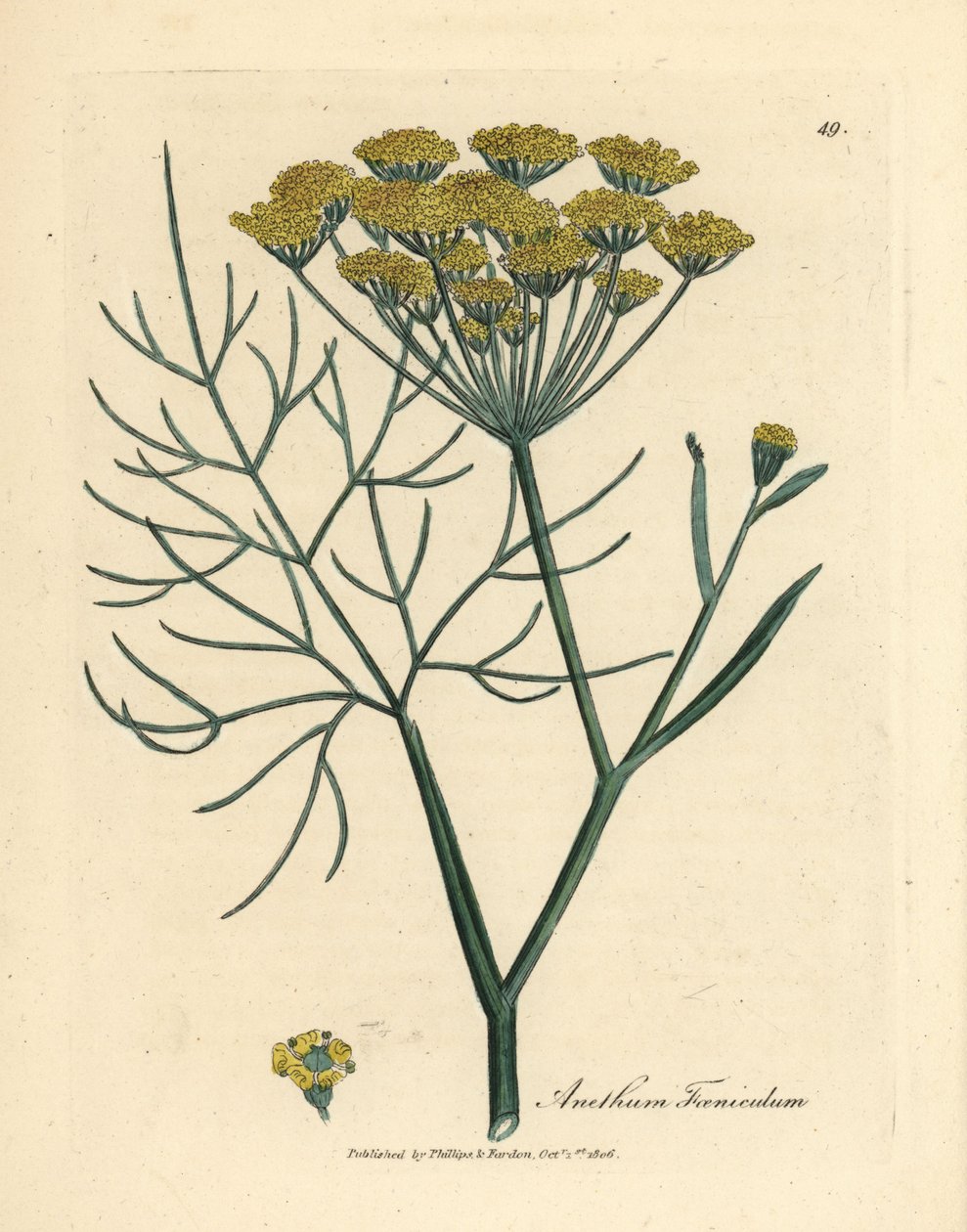 黄色の花フェンネル、Anethum foeniculum 作： ジェームズ・サワビー