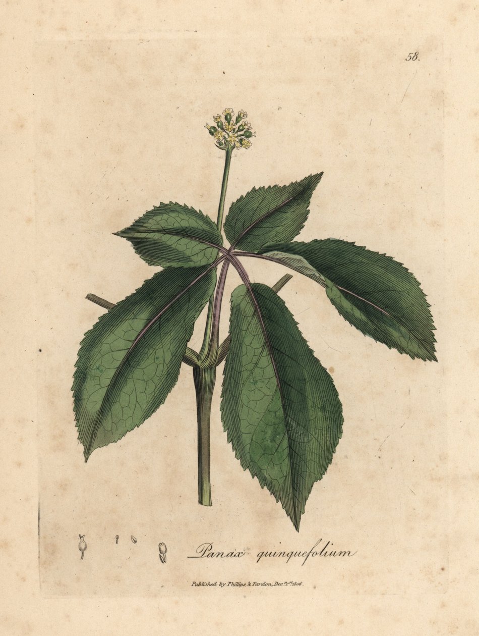 黄色の花を咲かせた高麗人参植物、Panax quinquefolium 作： ジェームズ・サワビー