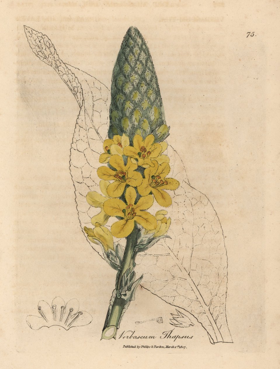 黄色い花を咲かせた大きな広葉モウズイカ、Verbascum thapsus 作： ジェームズ・サワビー