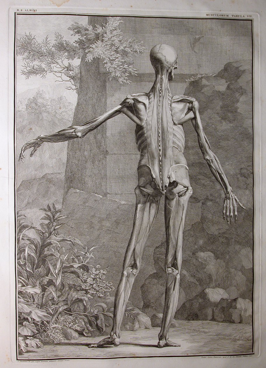 アルバム1、PI。 7：musculature、「人体の骨格と筋肉の表、Bernhard Siegfried Albinus（1697-1770）著、J.undH。 Verbeek、bibliop。、ライデン、1741年（engra 作： ヤン・ワンデラー