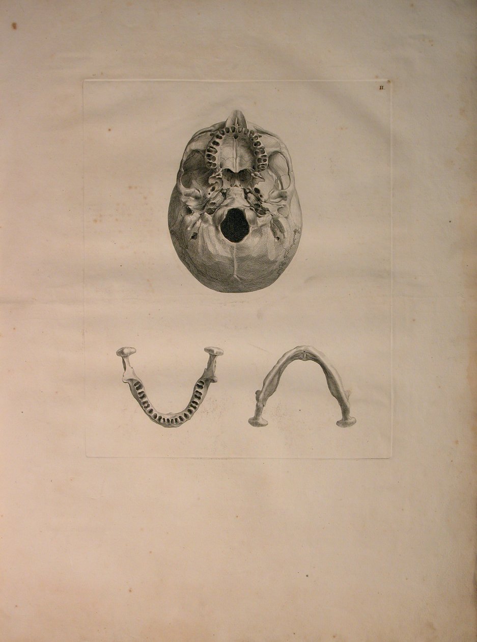 アルバム2 Pl。 2、J.undHから出版された「Bernhard Siegfried Albinus（1697-1770）による「人間の骨の表」からの頭蓋骨。 Verbeek、bibliop。 1753年、ライデン、1729年頃 作： ヤン・ワンデラー