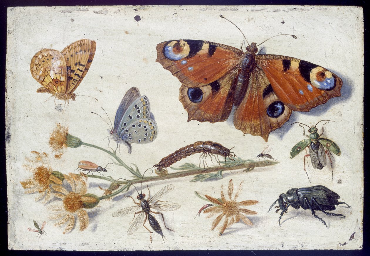 3つの蝶、カブトムシおよび他の昆虫、ラグワートのカッティング、1650年代初頭（銅に油彩） 作： ヤン・ファン・ケッセル長老
