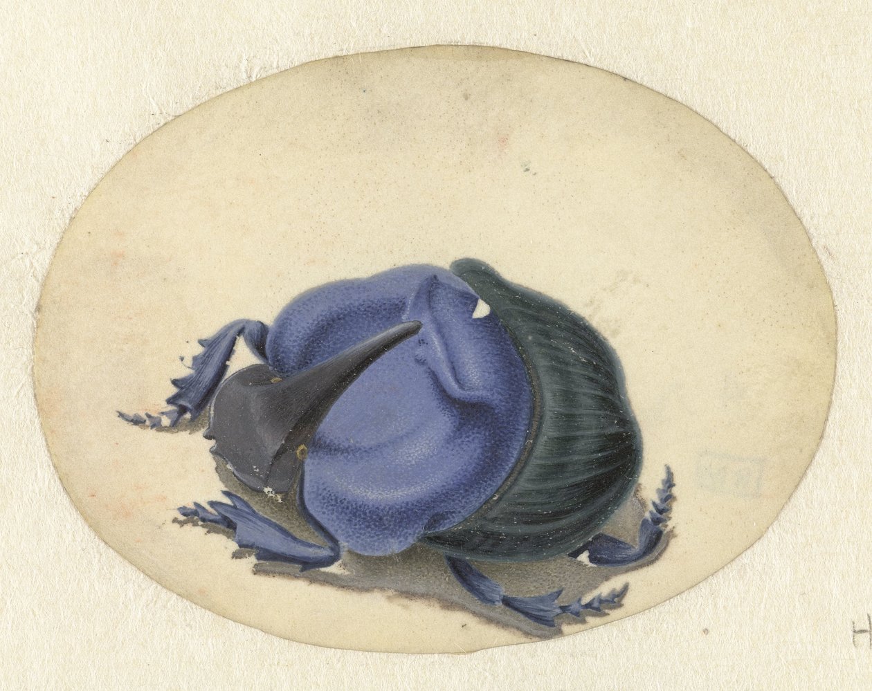 青い甲虫 動物（シリーズタイトル） 作： Jan Augustin van der Goes