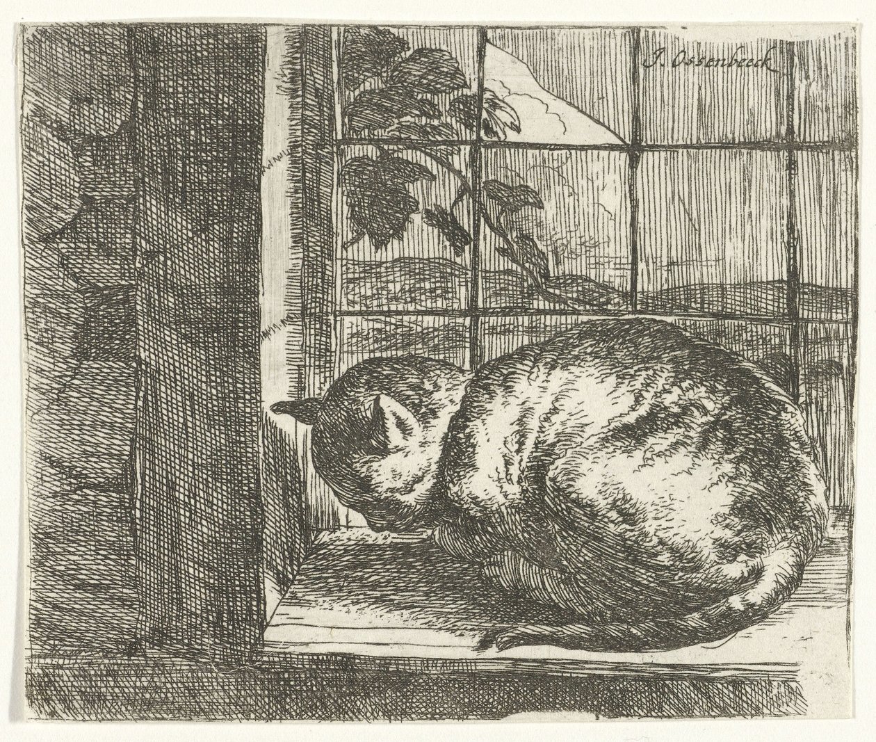 窓枠の猫 作： Jan van Ossenbeeck
