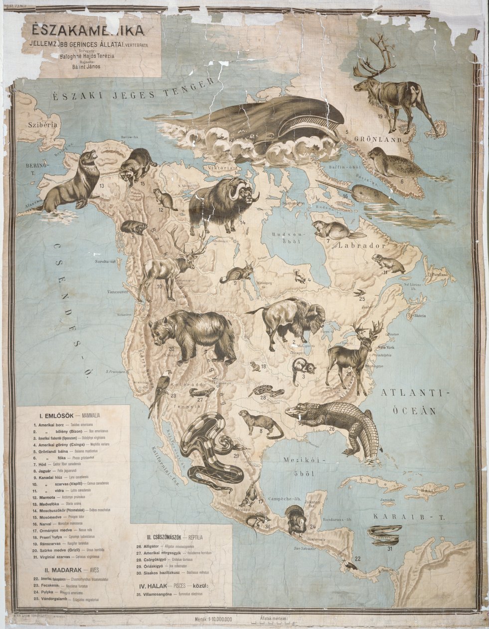 北アメリカの動物の地図（カラー彫刻） 作： ヤノス・バリント