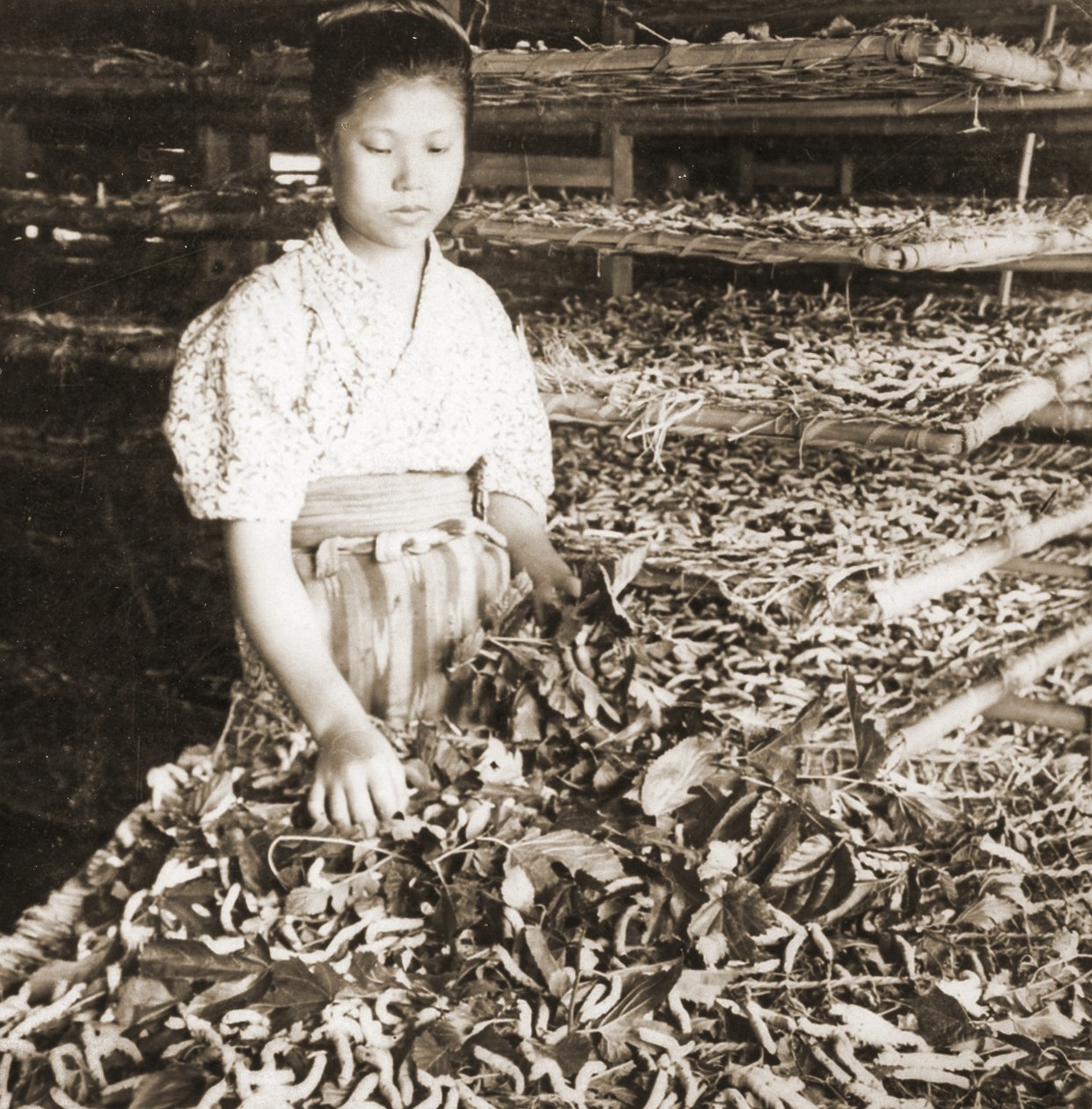 若い蚕に桑の葉を食べさせる、1900年頃（アルブメン写真） 作： 日本の写真家