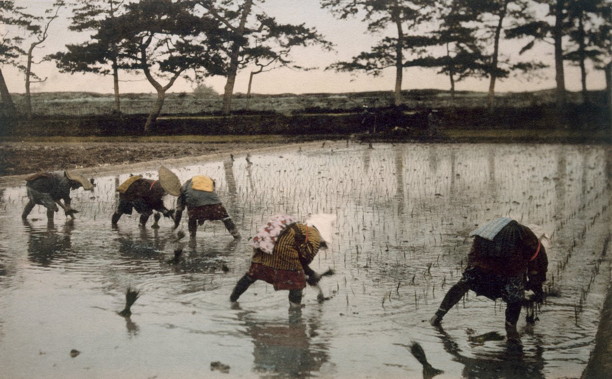 水田に田植えをする農民5人（手描き写真） 作： 日本の写真家