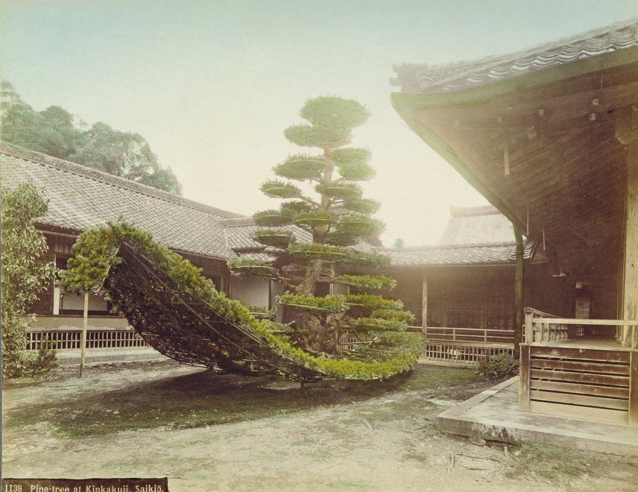 京都金閣寺の松の木、1905年頃（カラー写真） 作： 日本の写真家