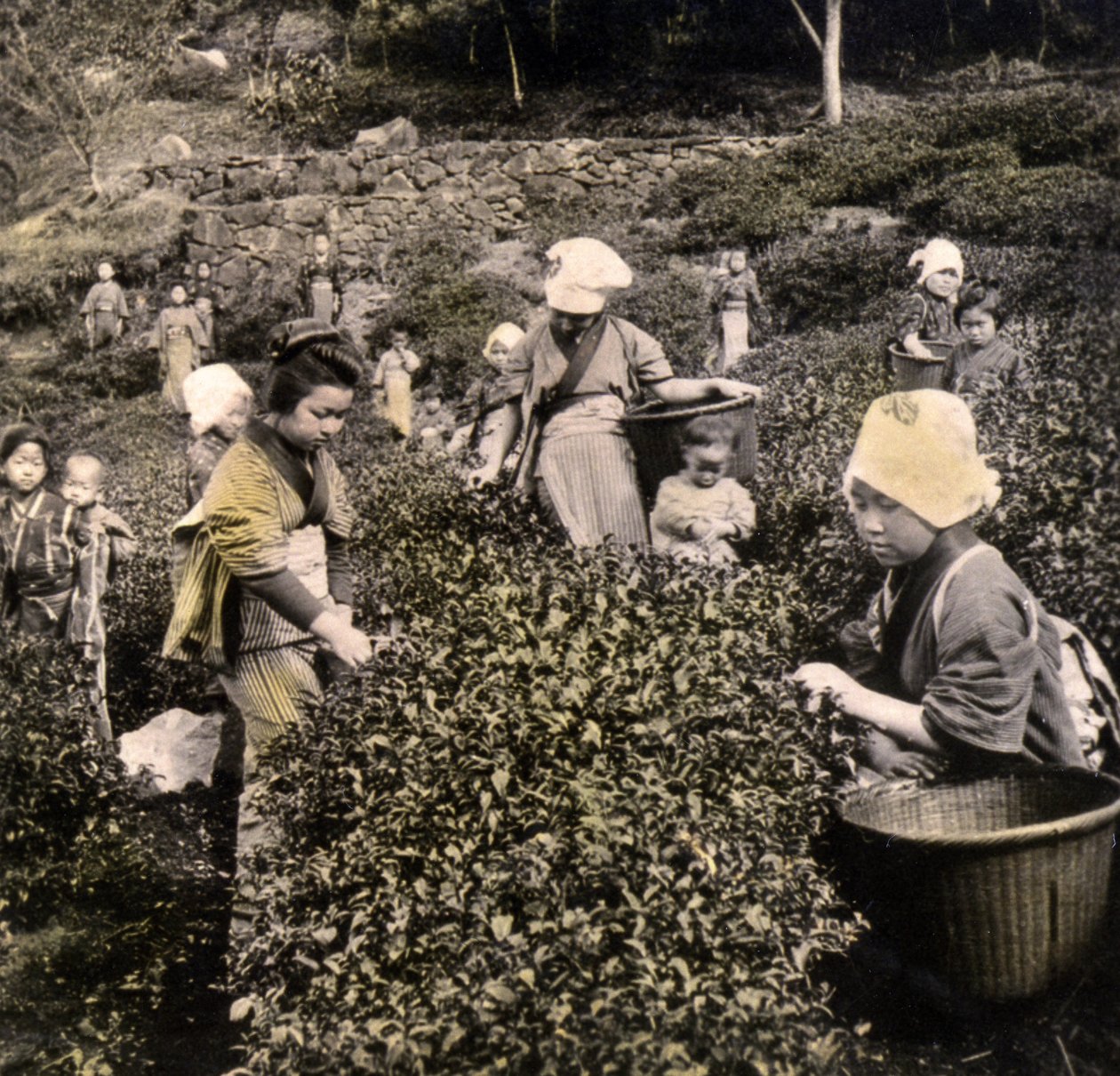 宇治の茶摘み、1900年頃（アルブメン写真） 作： 日本の写真家