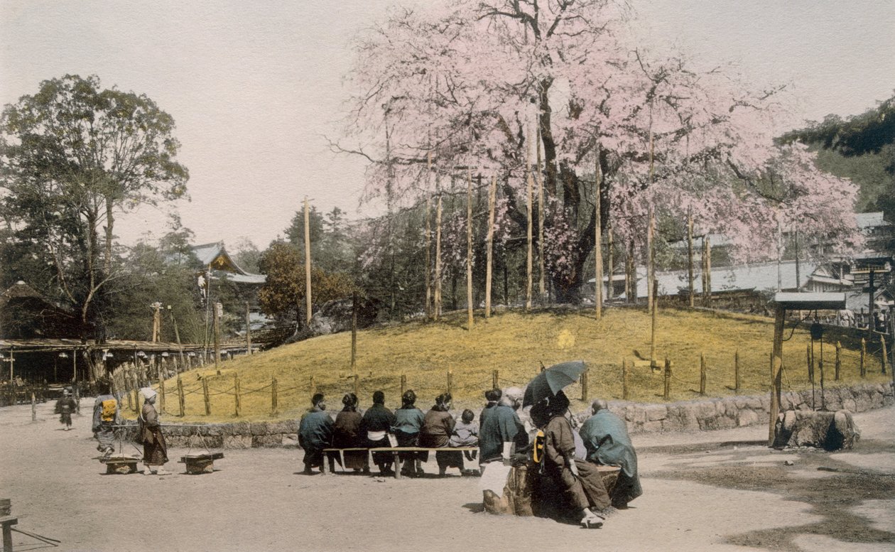 京都丸山の有名な桜（手描き写真） 作： 日本の写真家
