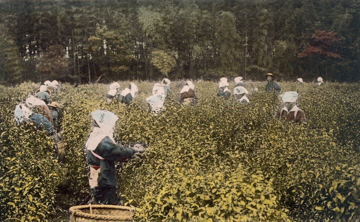 お茶を摘む女性と男性の監督、1890年代。 作： 日本の写真家
