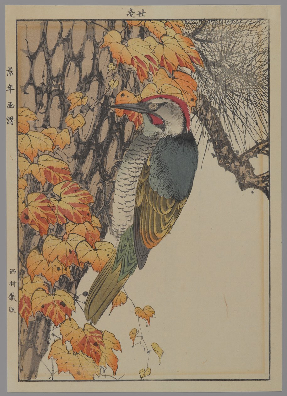 キツツキ、1892年（カラー木版印刷） 作： 日本語学校